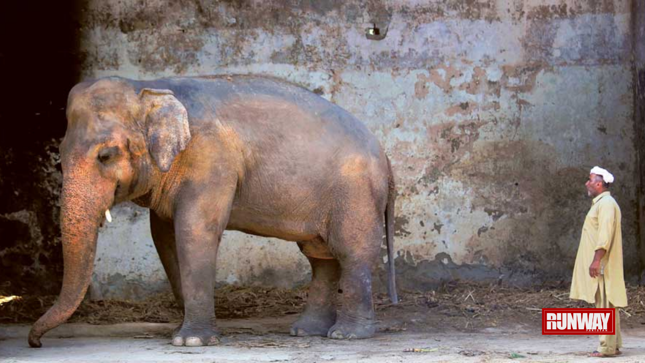 IHC Kaavan Relocate Sanctuary Elephant - Runway Pakistan