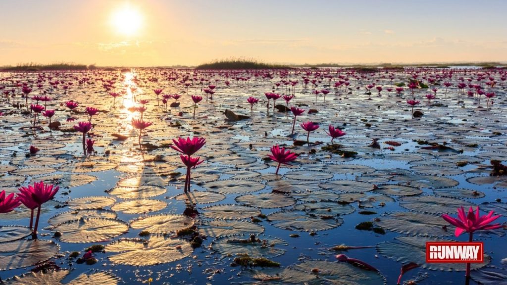 The Lotus Lake in Islamabad