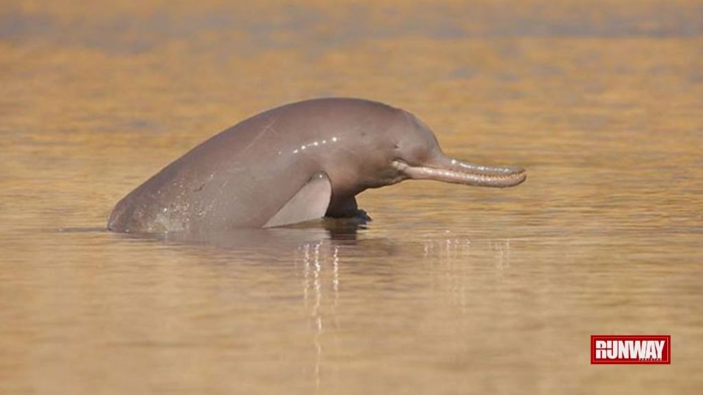 Second Indus Dolphin Death in Sindh in 2020